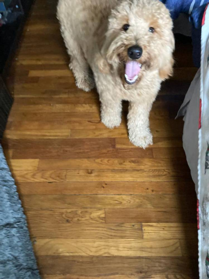 Inverness Mini Goldendoodle Pup