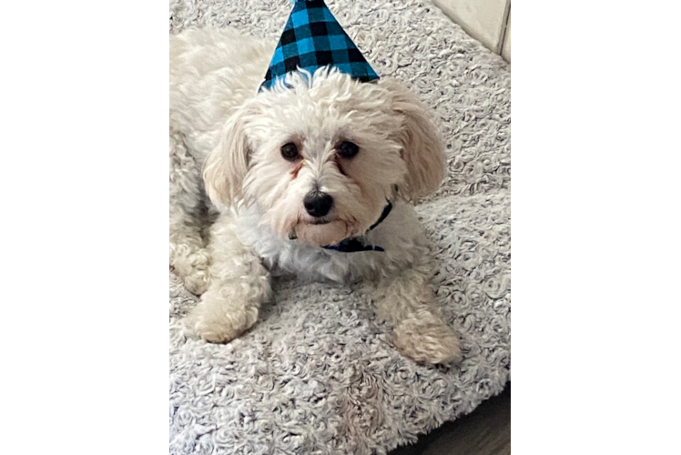 Maltipoo Pup Being Cute