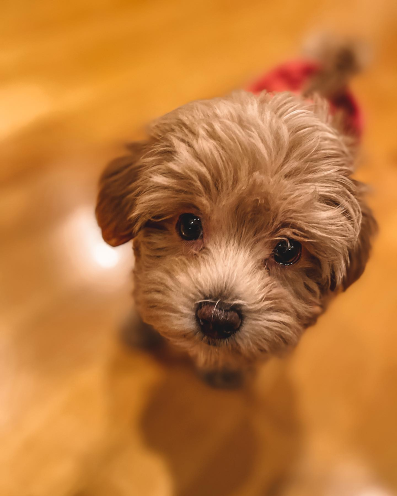 Smart Maltipoo Poodle Mix Pup