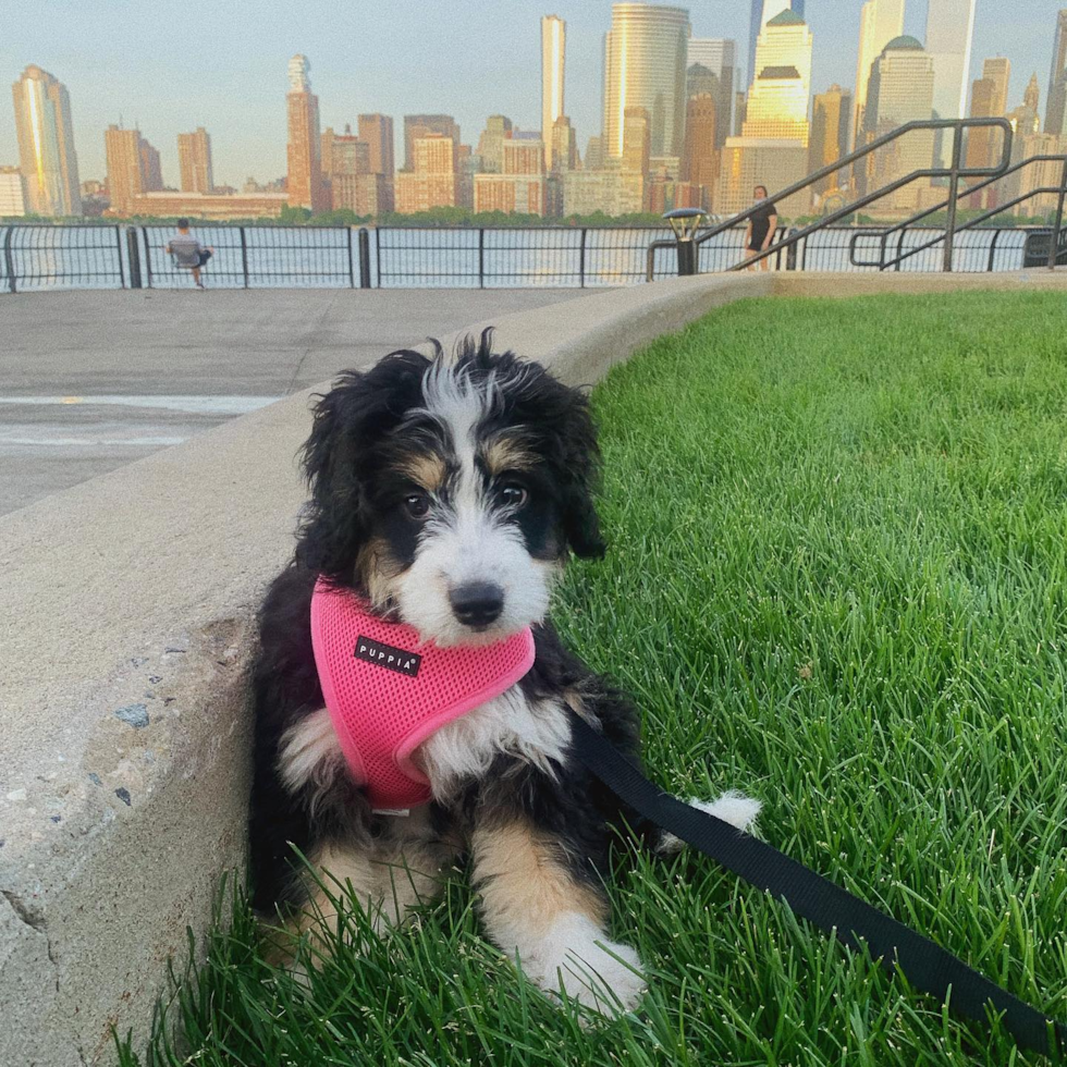 Cute Mini Bernedoodle Pup in Jersey City NJ