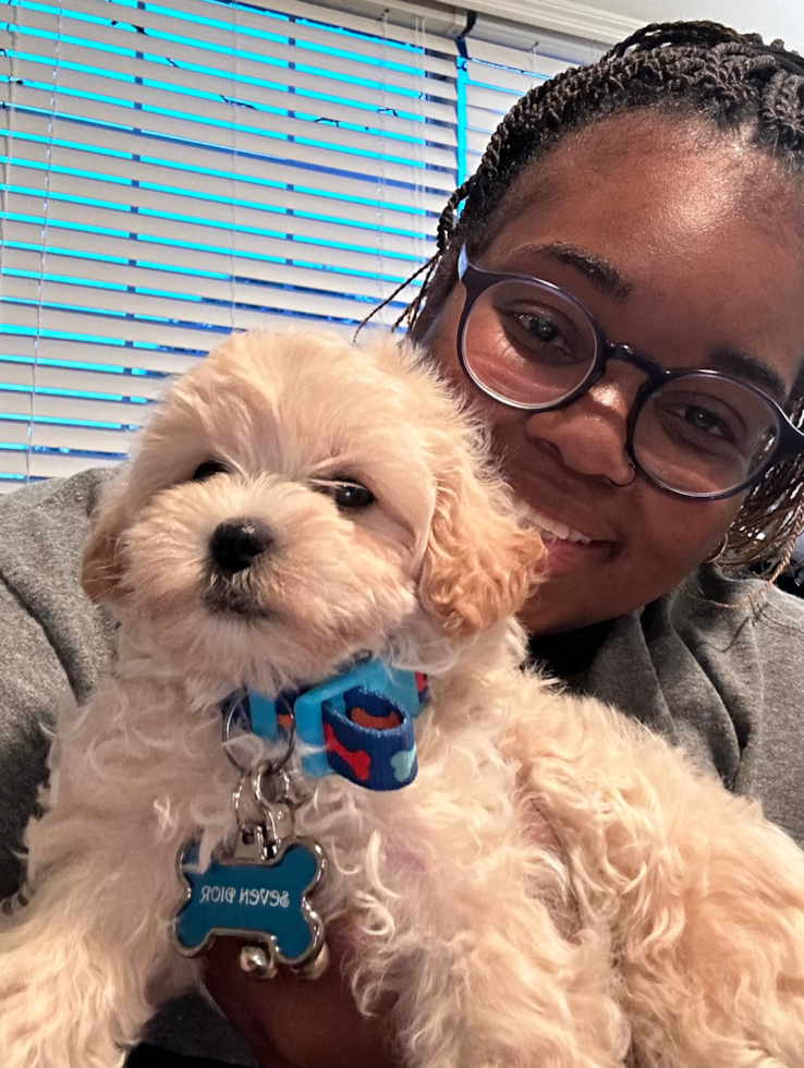 Popular Maltipoo Poodle Mix Pup