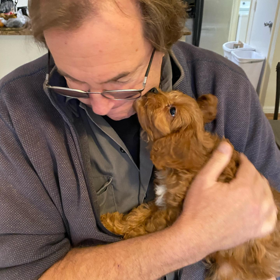 Happy Cavapoo Pup in Sacramento CA