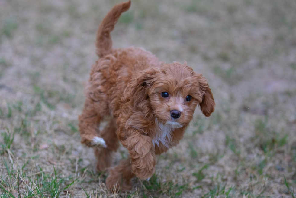 Cavapoo Being Cute