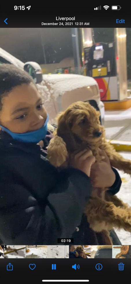 Mini Goldendoodle Being Cute