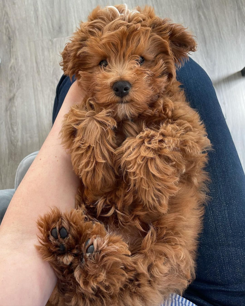 Cavapoo Being Cute