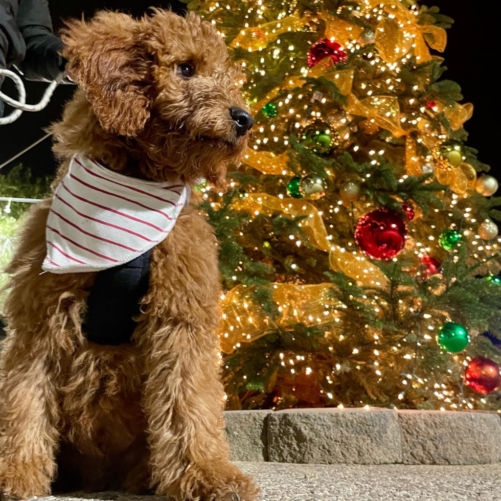 Sweet Mini Goldendoodle Pup in Santa Clara CA