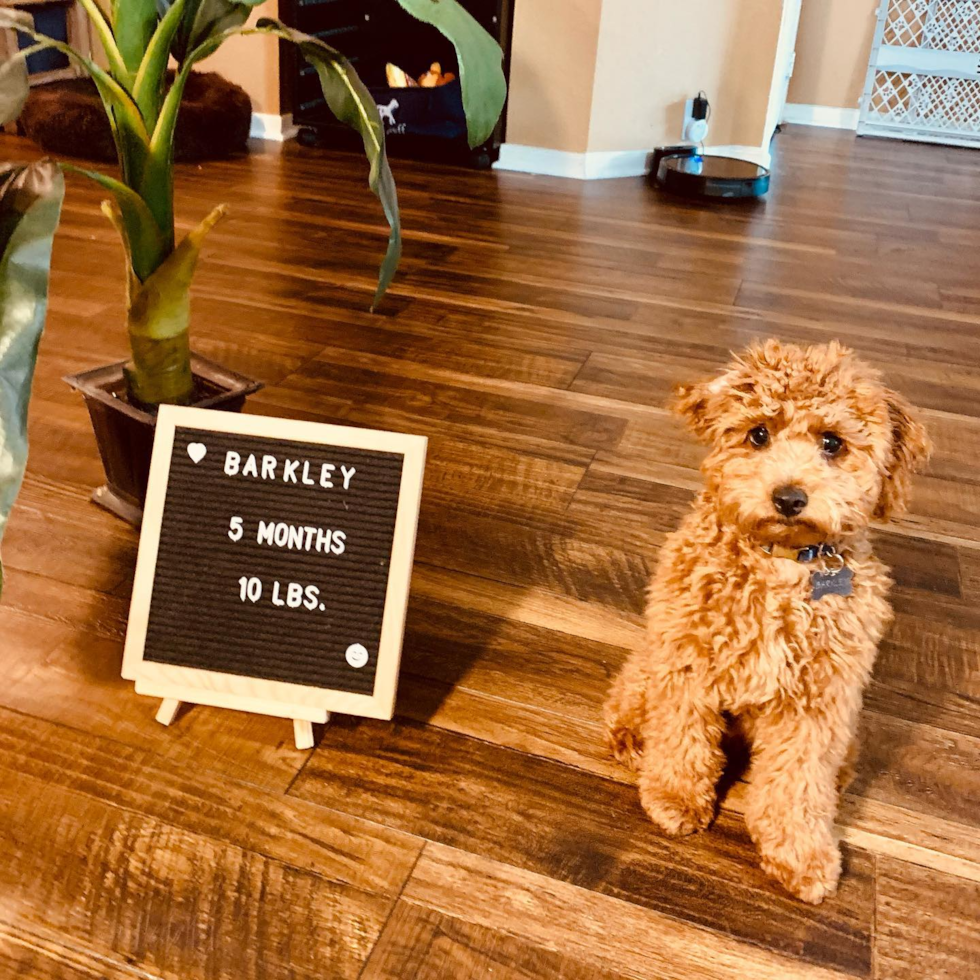 Sweet Cockapoo Pup in Houston TX