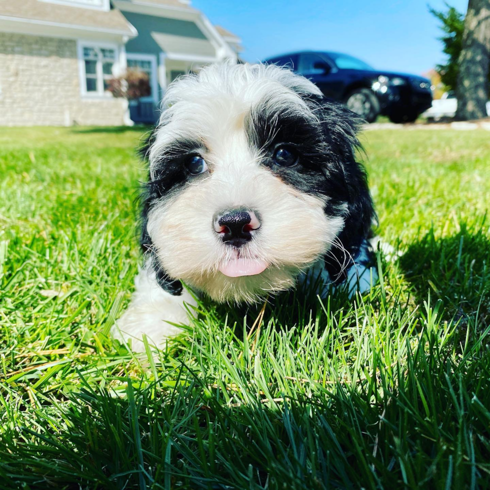 Energetic Sheep Dog Poodle Mix Pup