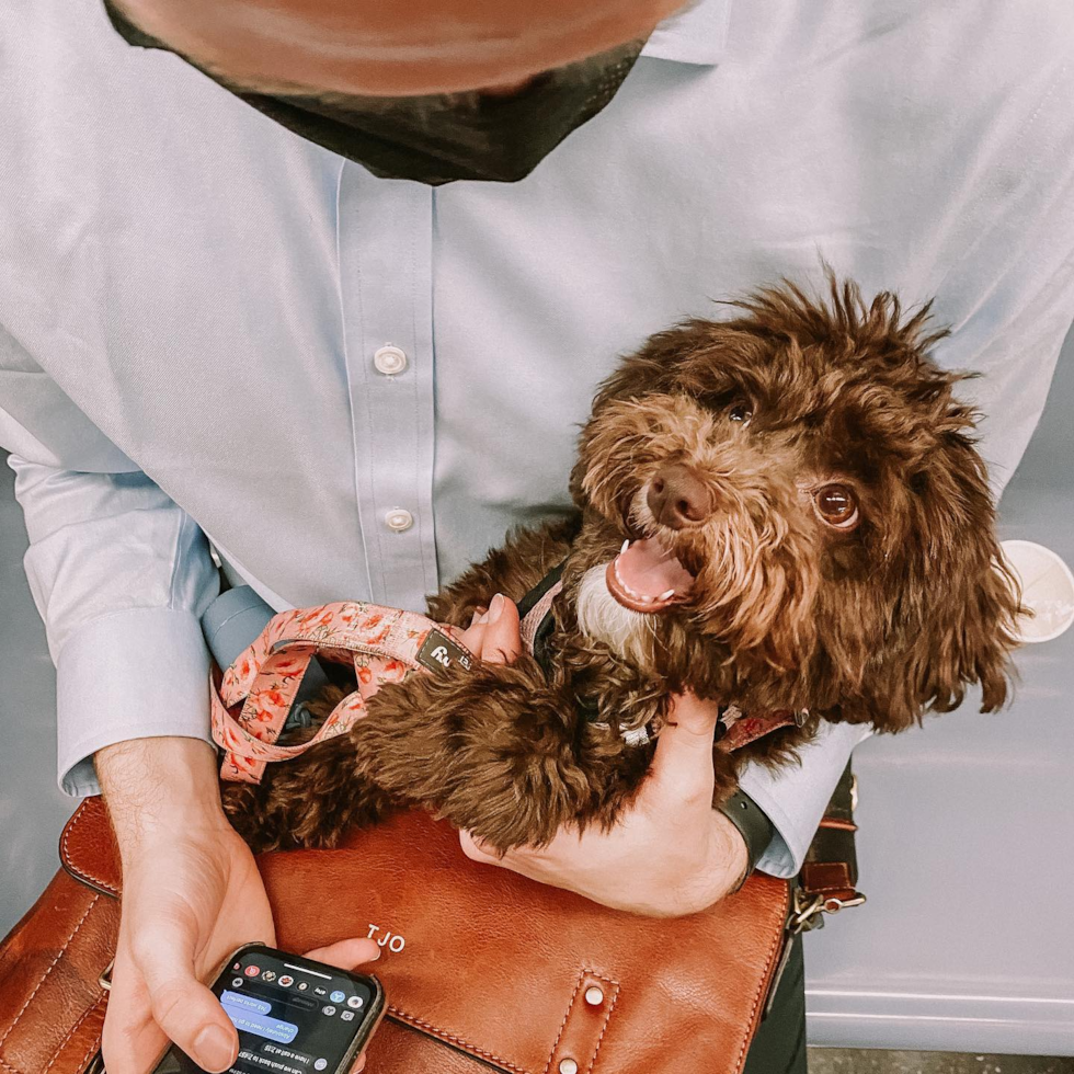 Playful Poodle Purebred Pup