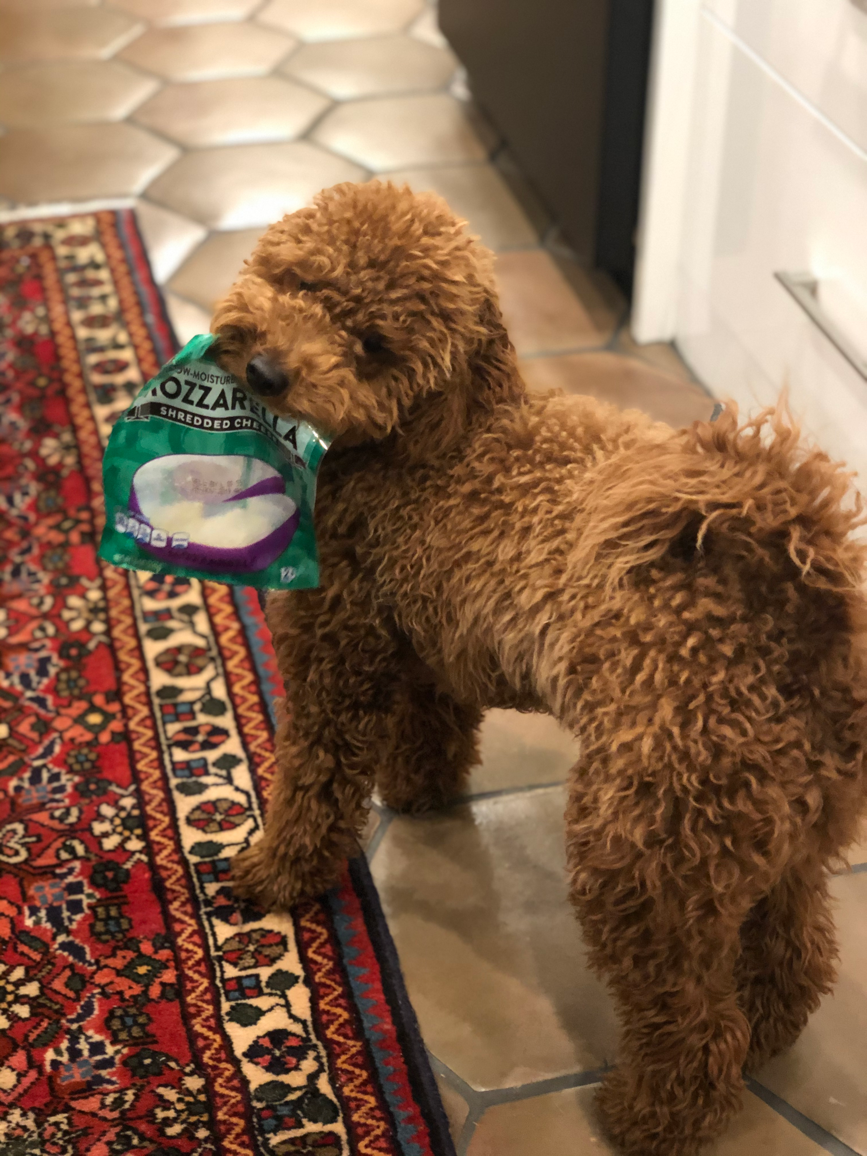 Cute Mini Goldendoodle Baby
