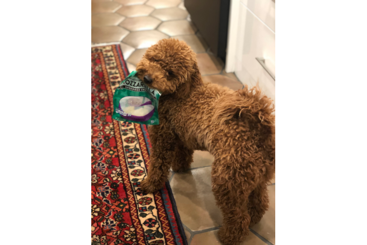 Cute Mini Goldendoodle Baby