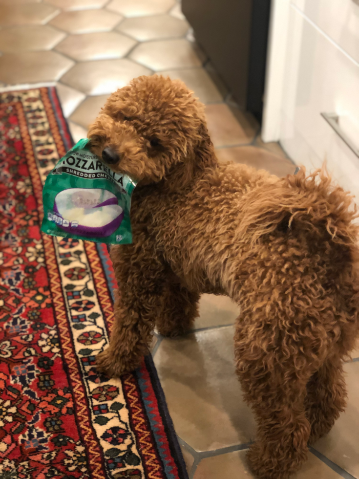 Mini Goldendoodle Being Cute