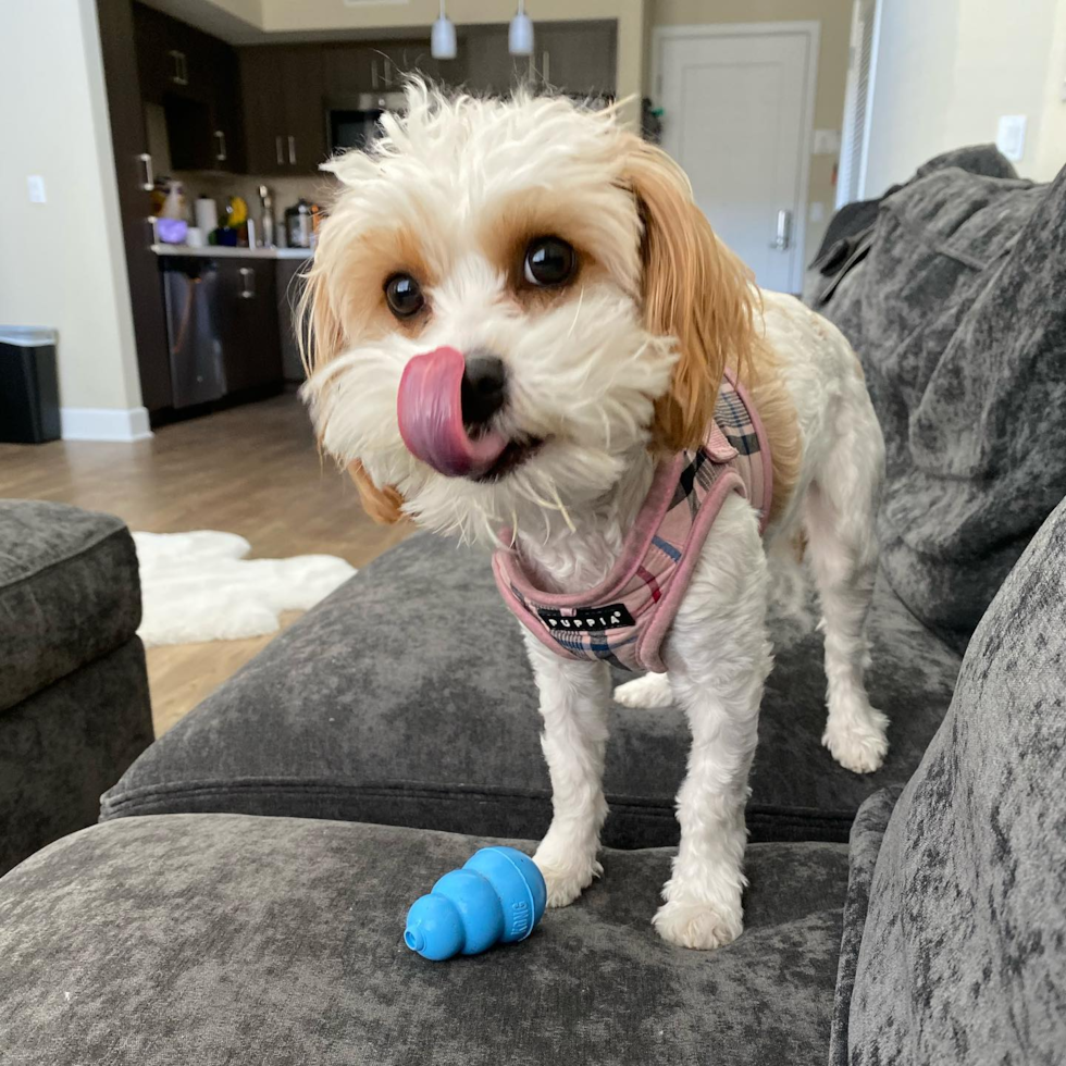 Cavachon Being Cute