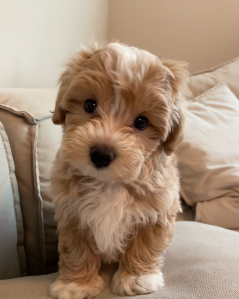 Small Maltipoo Pup