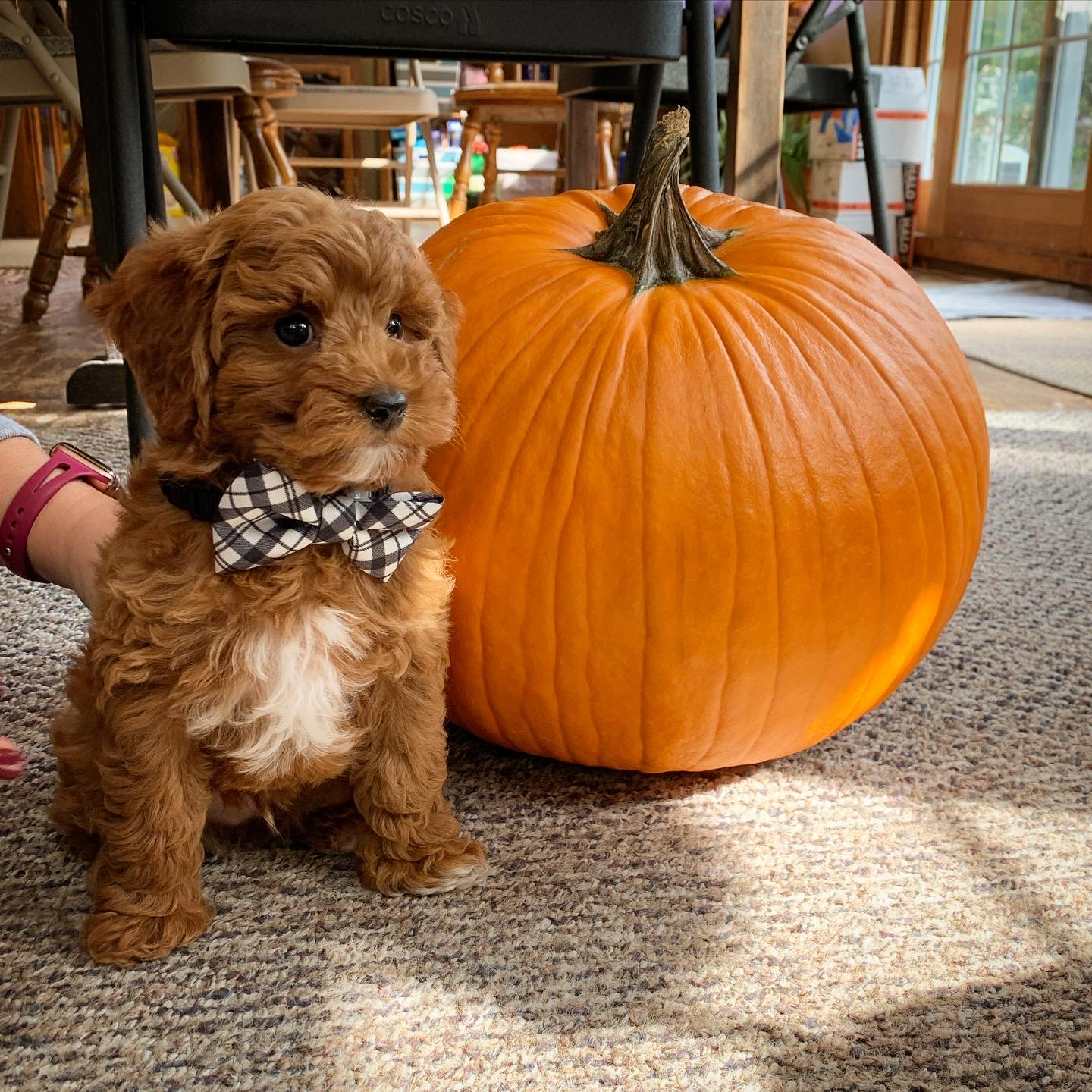 Mini Goldendoodle Pup Being Cute