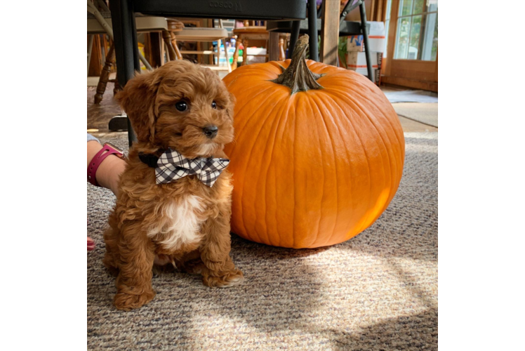 Mini Goldendoodle Pup Being Cute