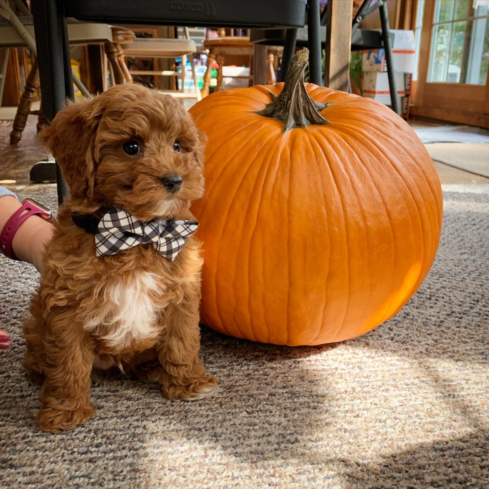 Cute Mini Goldendoodle Pup