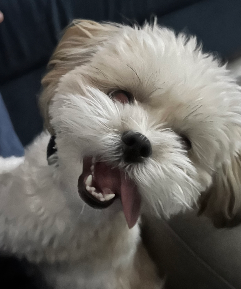 Fort Morgan Teddy Bear Pup