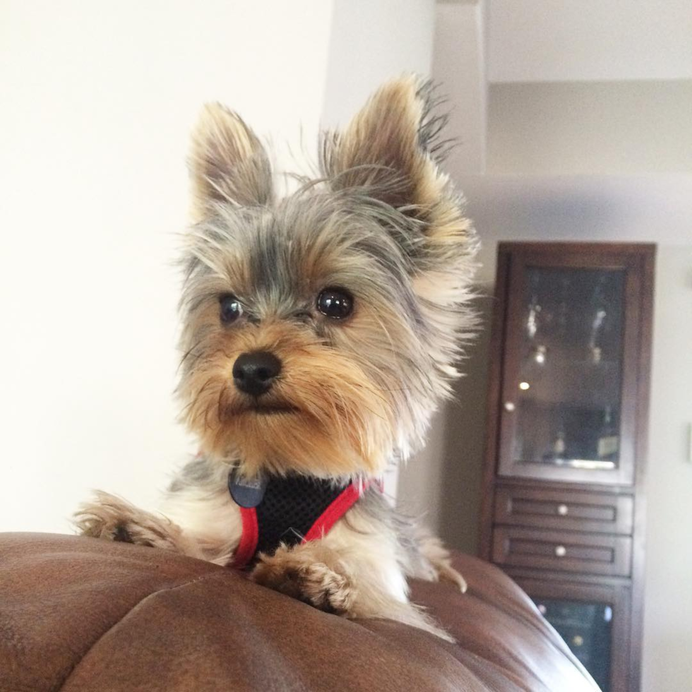 Ann Arbor Yorkshire Terrier Pup