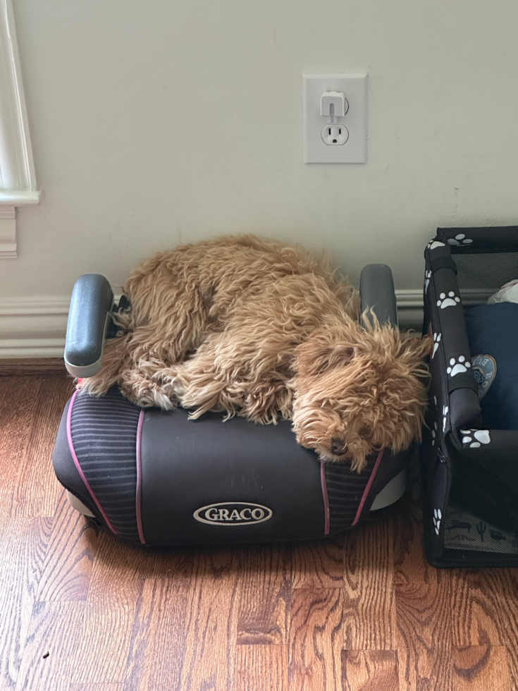 Smart Maltipoo Poodle Mix Pup