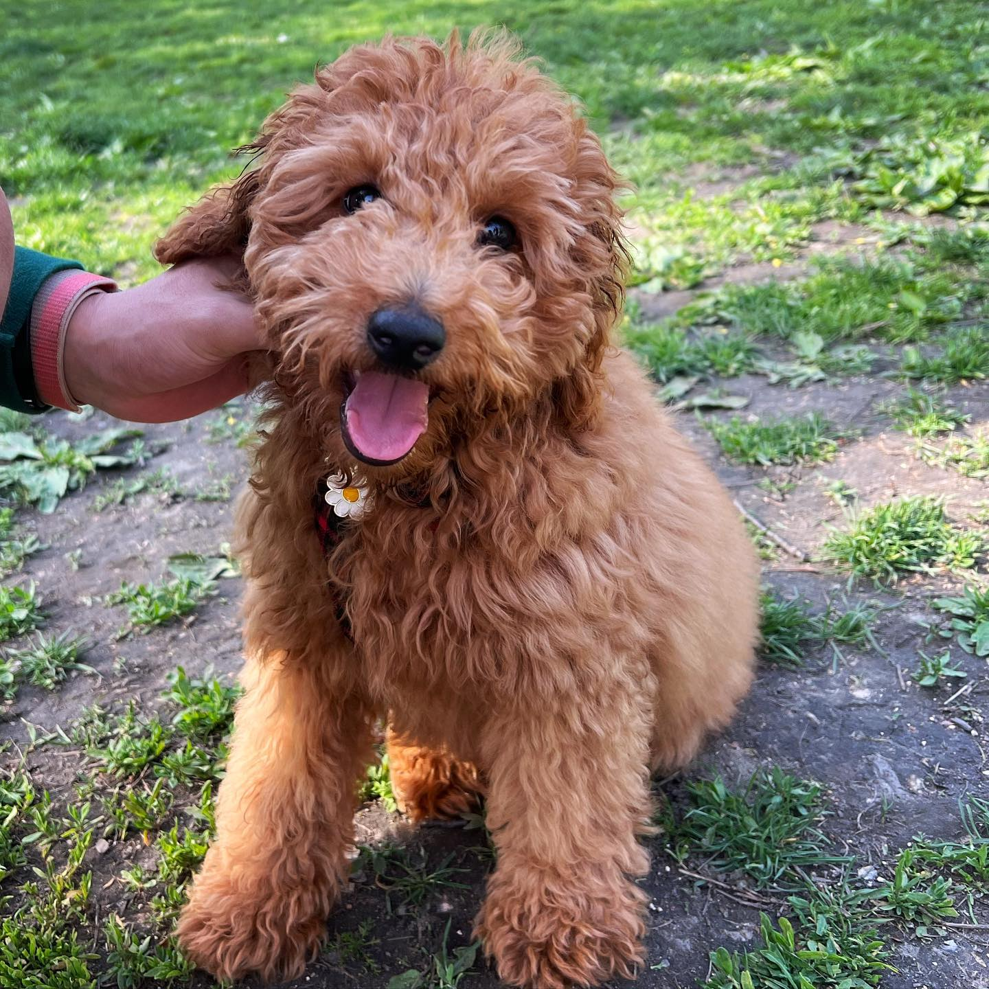Friendly Mini Goldendoodle Baby