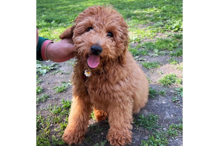 Friendly Mini Goldendoodle Baby