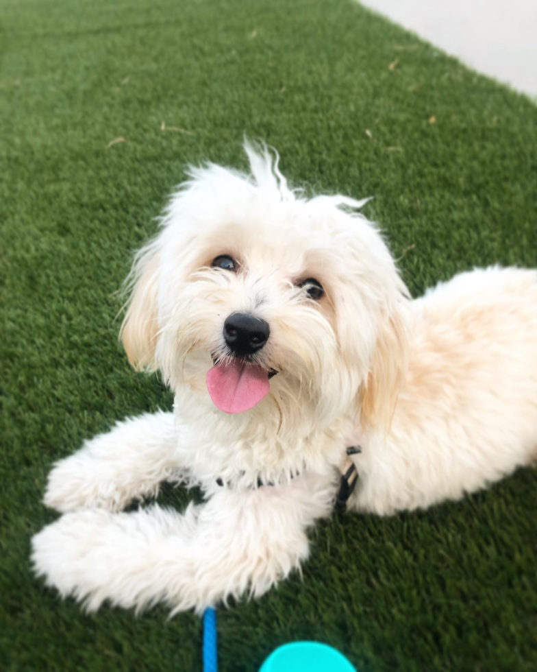 Friendly Maltipoo Pup in New York NY