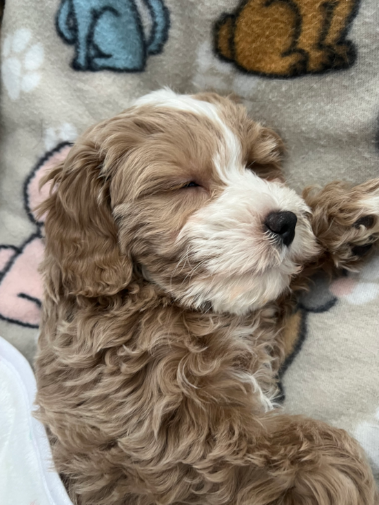 Mini Goldendoodle