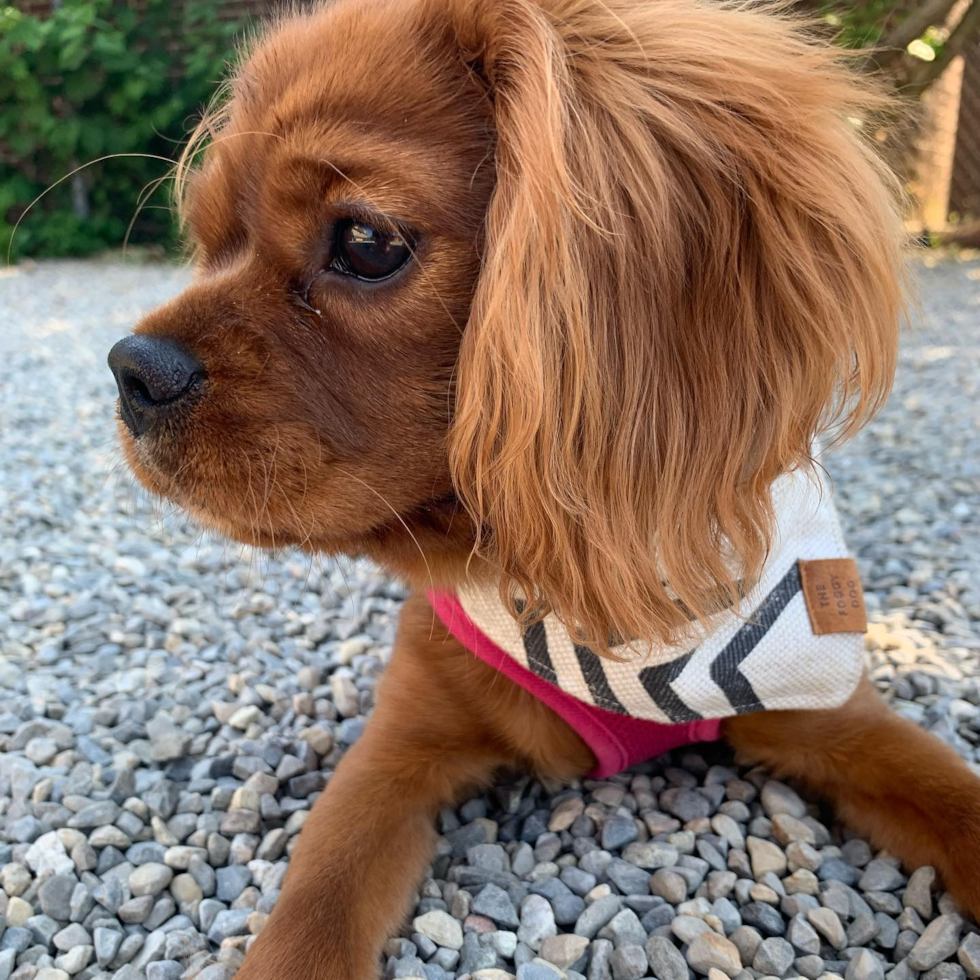 Cavalier King Charles Spaniel Being Cute