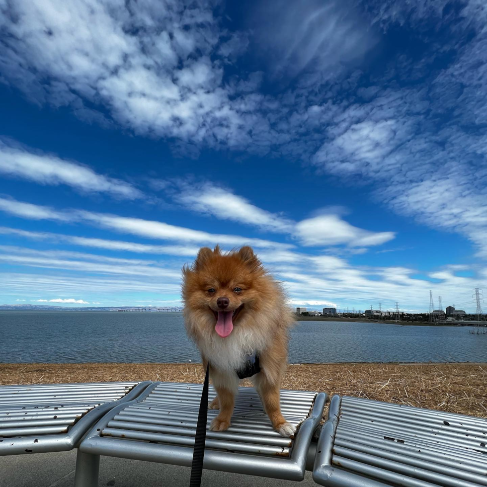 Little Pomeranian Pup