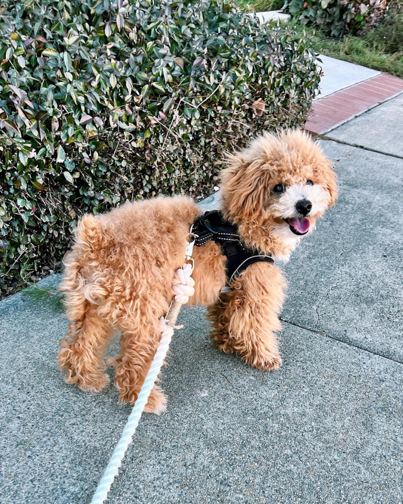 Sweet Poochon Pup