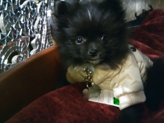 Pomeranian