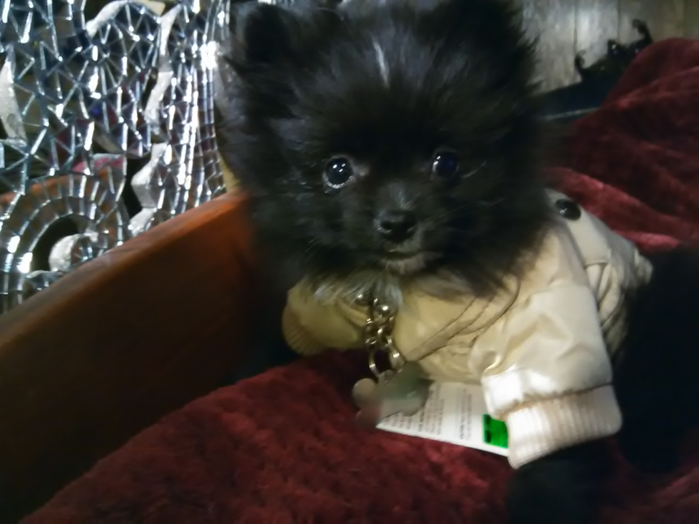 Fluffy Pomeranian Purebred Pup