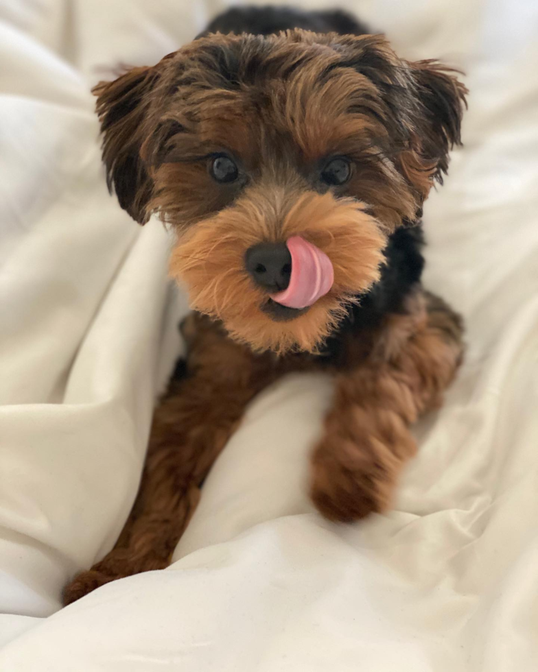 Little Yorkie Doodle Poodle Mix Pup