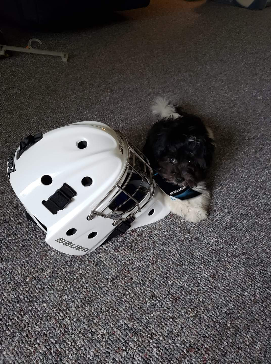 Playful Havanese Purebred Pup