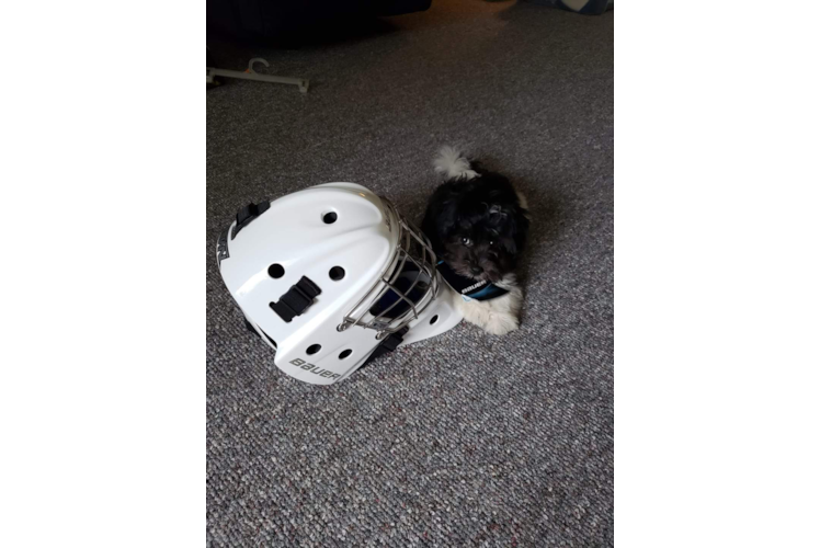 Playful Havanese Purebred Pup