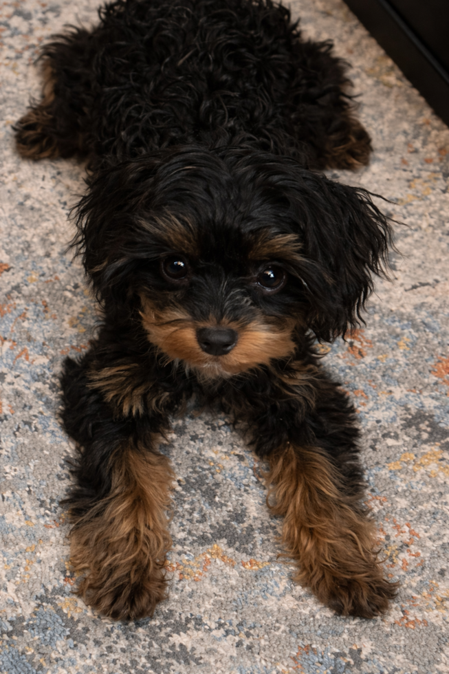Cavapoo Pup