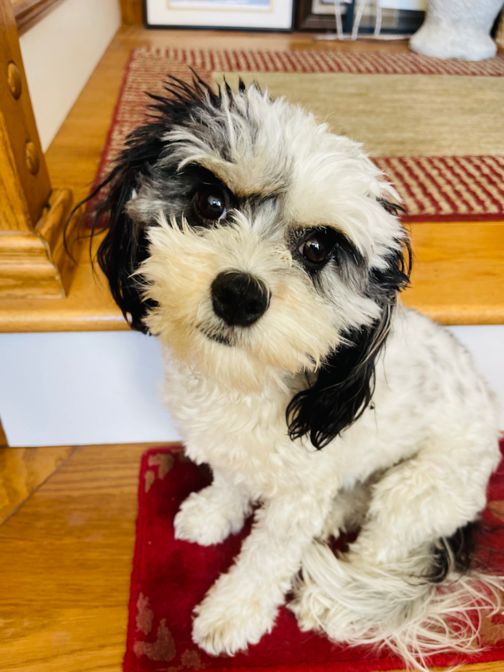 Adorable Cavalier Designer Pup