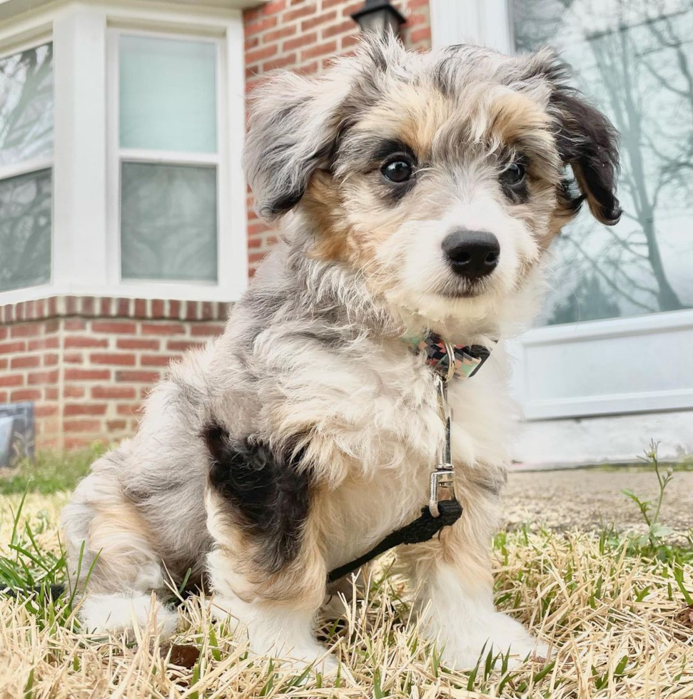 Sweet Aussiechon Pup in Springfield PA