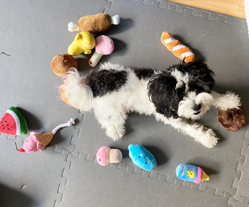 Little Havanese Purebred Pup