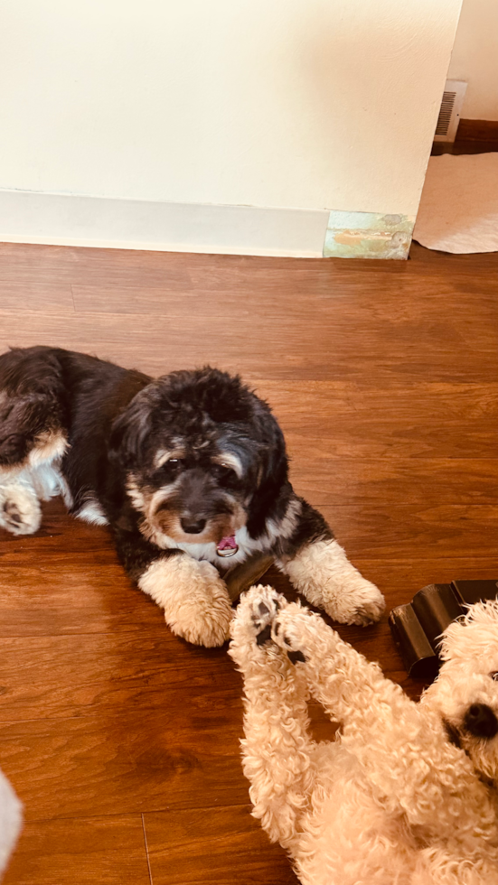 Energetic Aussiepoo Poodle Mix Pup