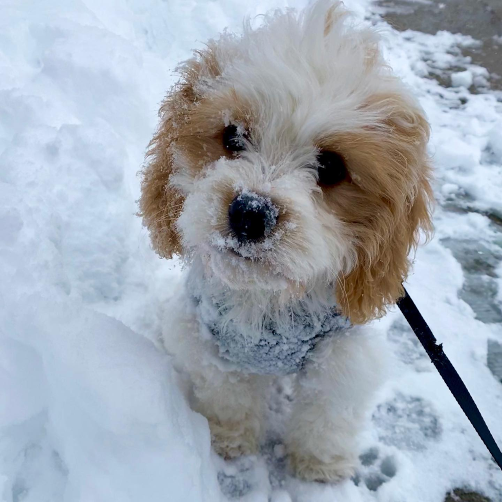 Cute Cavachon Pup