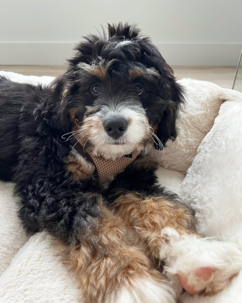 Hypoallergenic Mini Berniedoodle Poodle Mix Pup