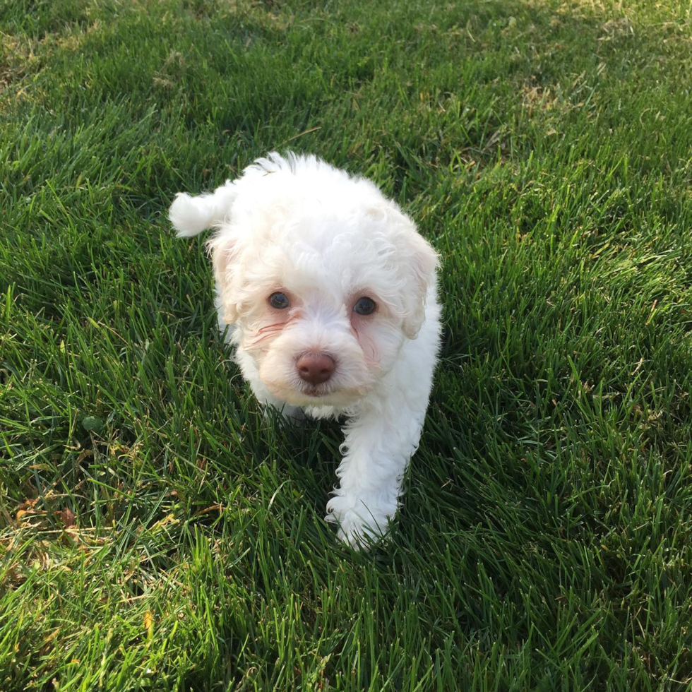 Hypoallergenic Bichon Frise Pup