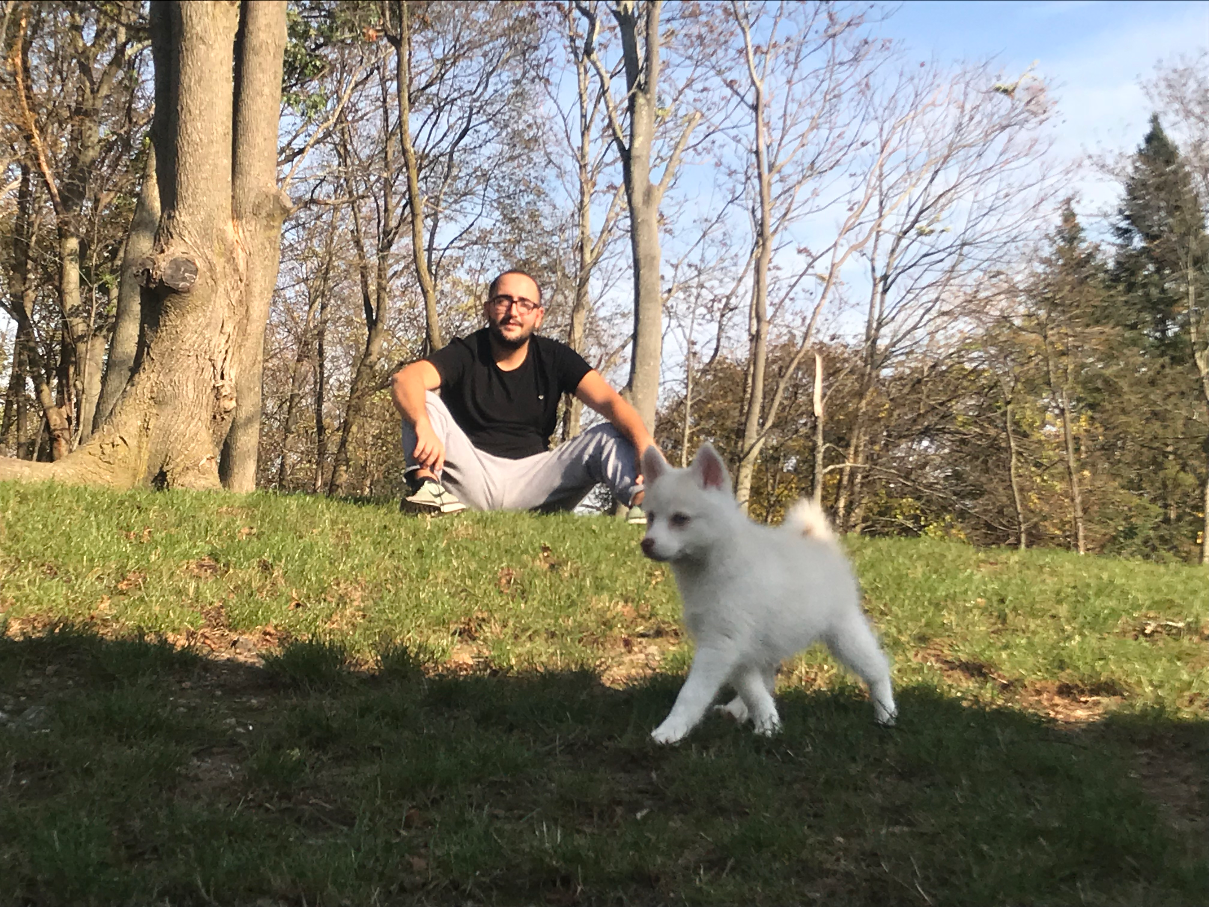 Pomsky Puppy for Adoption