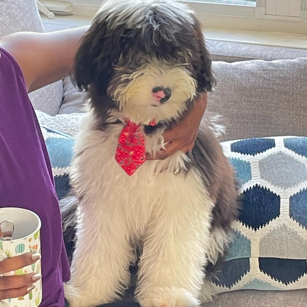 Sweet Mini Sheepadoodle Pup