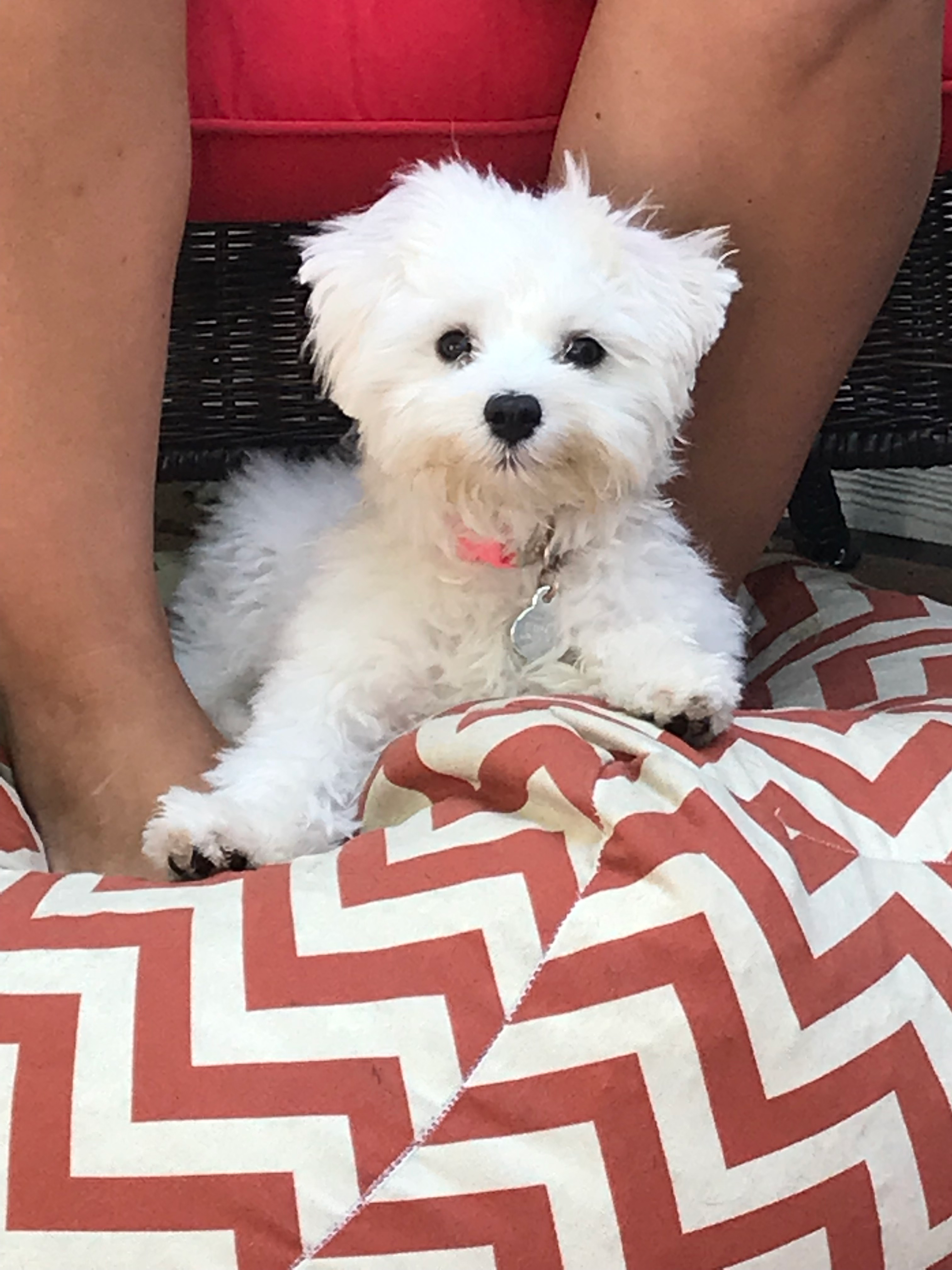 Maltese Pup Being Cute