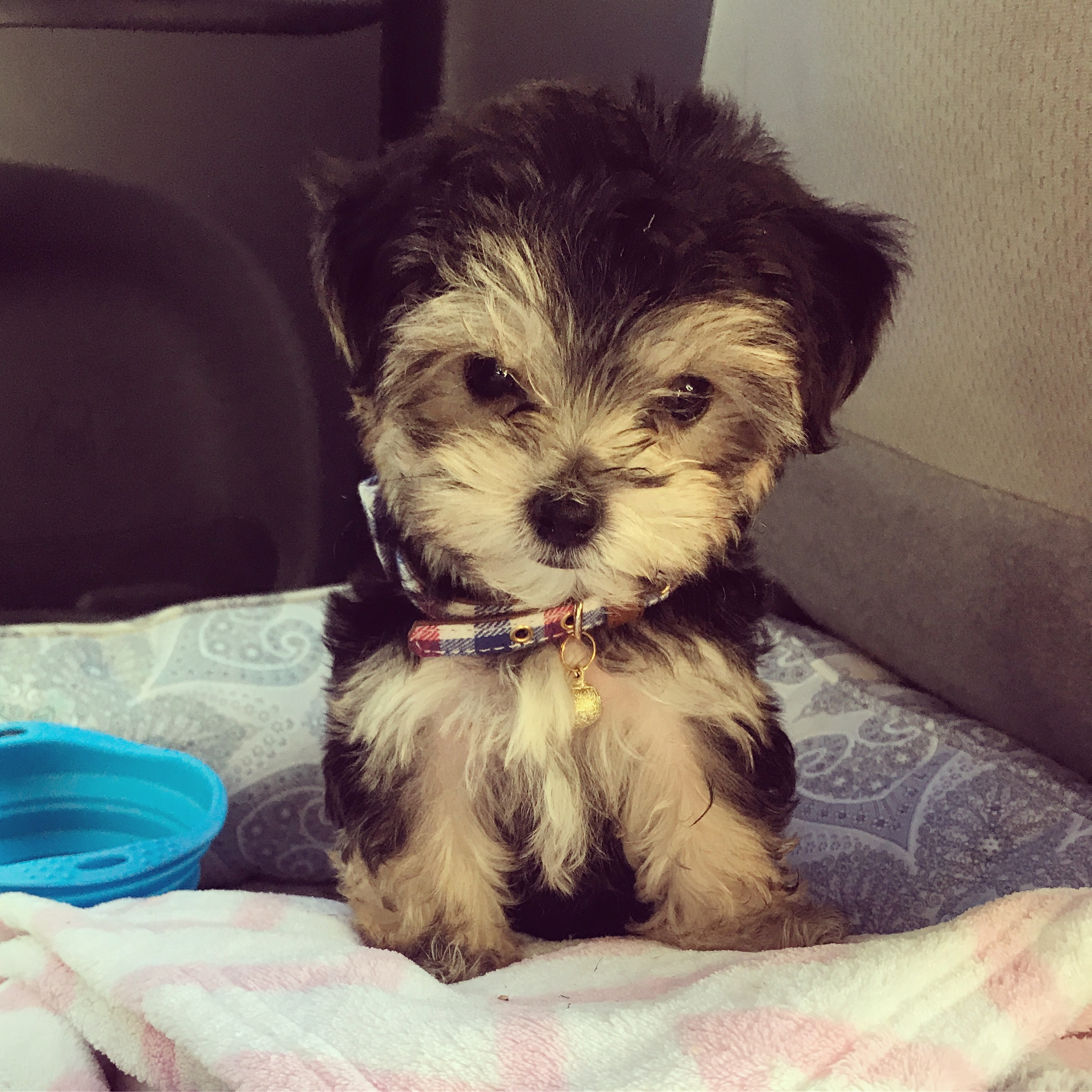 Sweet Morkie Baby
