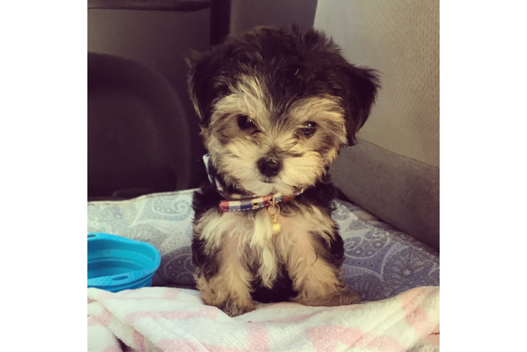 Sweet Morkie Baby