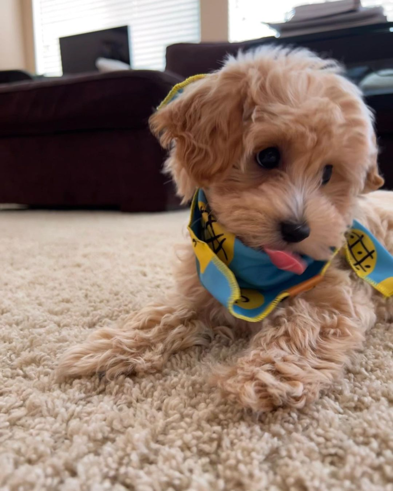 Little Maltese Poodle Poodle Mix Pup